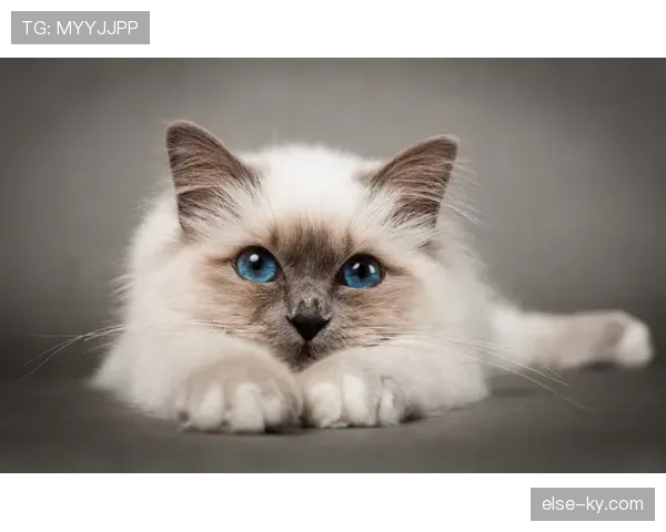 管晨辰家的猫都比我会理财